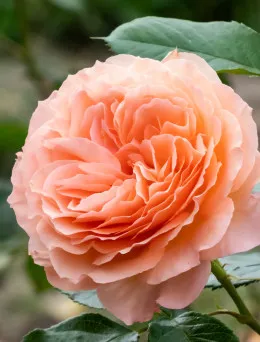 Róża bukietowa Orangerie | Sklep ogrodniczy DomiSad.pl