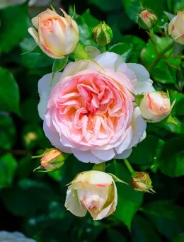 Róża bukietowa Pastella | Sklep ogrodniczy DomiSad.pl