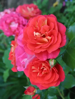 Róża bukietowa Gebruder Grimm | Sklep ogrodniczy DomiSad.pl