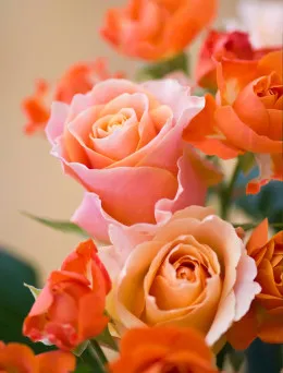 Róża bukietowa Aprikola | Sklep ogrodniczy DomiSad.pl