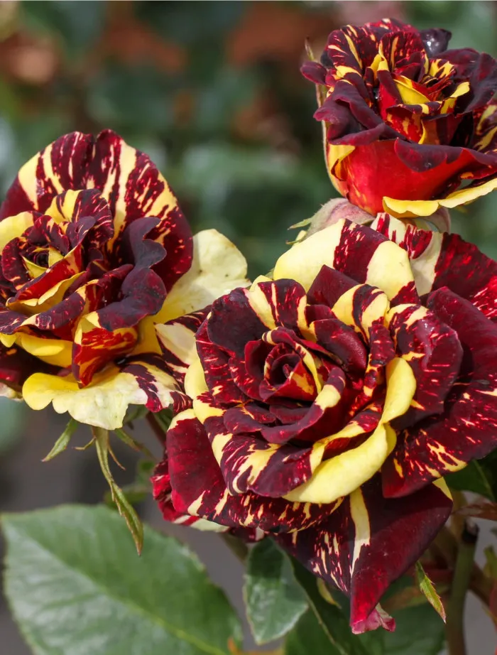 Róża bukietowa Abracadabra | Sklep ogrodniczy DomiSad.pl