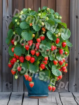 Truskawka Doniczkowa | Sklep Ogrodniczy Dom i Sad