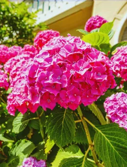 Hortensja ogrodowa Alpengluhen - Różowe Kwiaty | DomiSad.pl