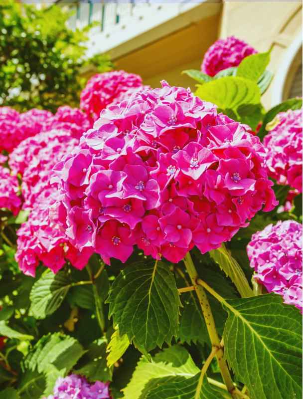 Hortensja ogrodowa Alpengluhen - Różowe Kwiaty | DomiSad.pl