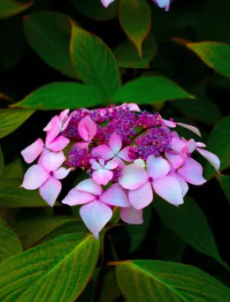 Hortensja Ogrodowa Mariessi Perfecta |  DomiSad.pl