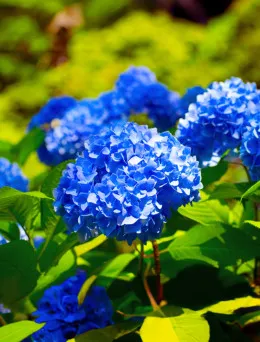 Hortensja Ogrodowa Rotkehlchen - Barwne Kwiaty | DomiSad.pl