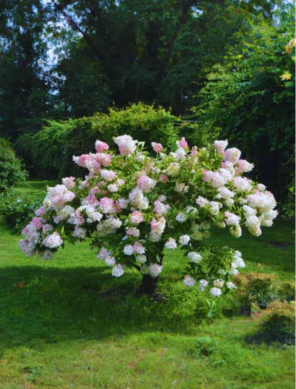 Hortensja Bukietowa Grandiflora - Ogromne Kwiaty | DomiSad.pl