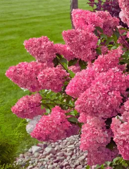 Hortensja Bukietowa Pink Diamond - Różowe Kwiaty | DomiSad.pl