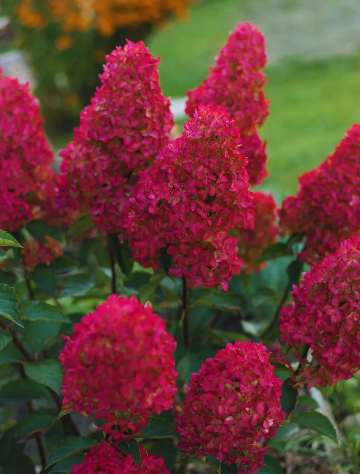 Hortensja Bukietowa Red Star - Czerwone Kwiaty | DomiSad.pl