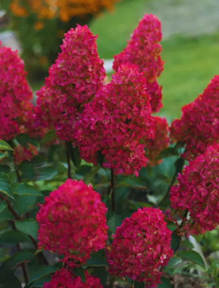 Hortensja Bukietowa Red Star - Czerwone Kwiaty | DomiSad.pl