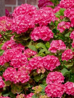 Hortensja ogrodowa Alpengluhen - Różowe Kwiaty | DomiSad.pl