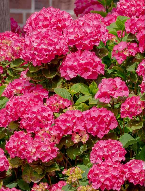 Hortensja ogrodowa Alpengluhen - Różowe Kwiaty | DomiSad.pl