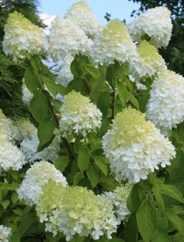 Hortensja Bukietowa Silver Dollar - Elegancja | DomiSad.pl