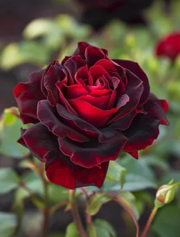 Róża wielkokwiatowa Bordowa