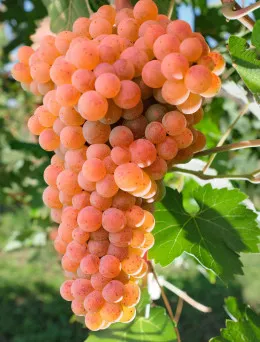 Winorośl Canadice | Sklep ogrodniczy DomiSad.pl