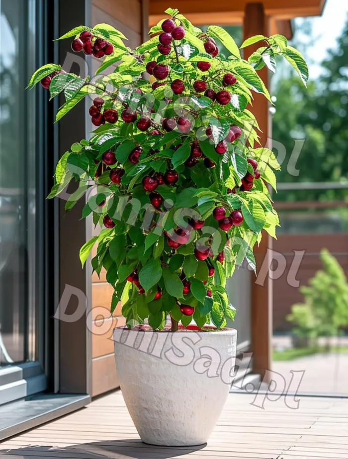 Czereśnia kolumnowa czarna