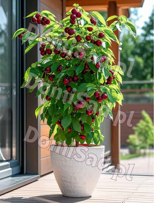 Czereśnia kolumnowa czarna