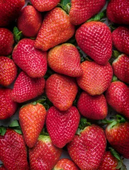 Sadzonki Truskawki San Andreas