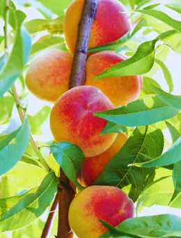 Brzoskwinia kolumnowa Alice | DomiSad.pl Sadzonki Brzoskwini