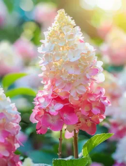 Hortensja Vanille Fraise | DomiSad.pl Sklep Ogrodniczy Online