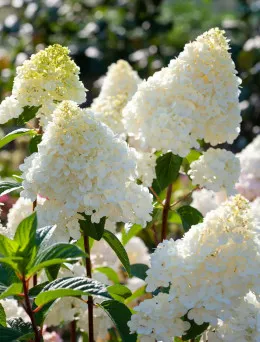 Hortensja bukietowa Phantom | DomiSad.pl Sklep Ogrodniczy Online