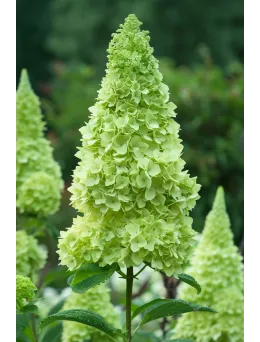 Hortensja bukietowa Mojito | Dom i Sad Sklep Ogrodniczy Online