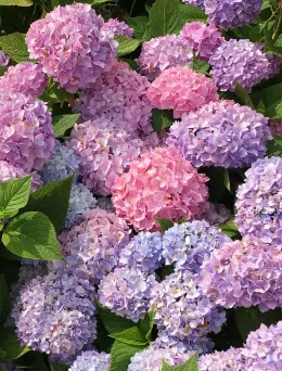 Hortensja ogrodowa Bouquet Rose | DomiSad.pl