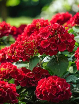 Hortensja ogrodowa Red Bull pojemnik C5 | DomiSad.pl ogrodniczy