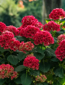 Hortensja ogrodowa 'Leuchtfeuer' Pojemnik C5 | DomiSad.pl sklep online