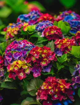 Hortensja ogrodowa 'Schloss Wackerbarth' pojemnik C5 | DomiSad.pl