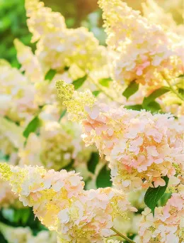 Hortensja Bukietowa 'Bombshell' pojemnik C2 | DomiSad.pl sklep online