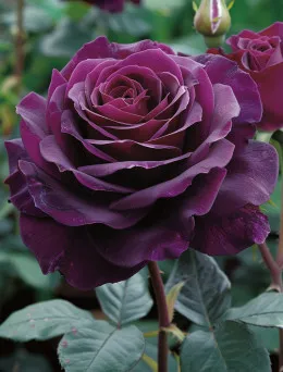 Róża Wielkokwiatowa Purpurowo Czerwona | Dom i Sad Sklep Ogrodniczy