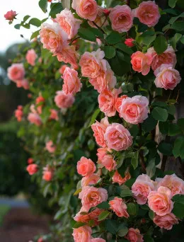 Róża Pnąca Łososiowo Różowa | Domisad.pl Sklep Ogrodniczy