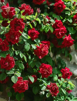 Róża Pnąca Ciemnoczerwona | Domisad.pl Sklep ogrodniczy