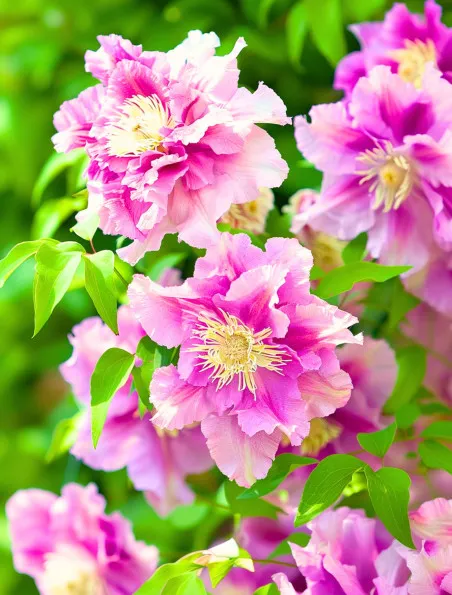 Clematis wielkokwiatowy Piilu | Domisad.pl Sklep ogrodniczy