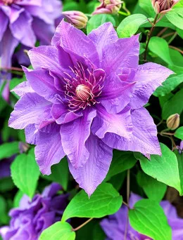 Clematis wielkokwiatowy  Daniel Deronda | DomiSad.pl Sklep Ogrodniczy