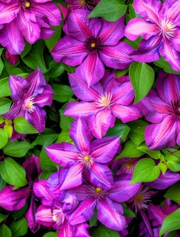 Clematis wielkokwiatowy Ashwa | DomiSad.pl Ogrodniczy Sklep Online