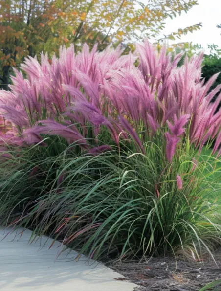 Trawa Ozdobna Rozplenica Japońska Red Head |Sklep Dom i Sad