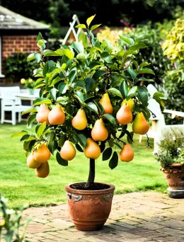 miniGrusza Garden Pearl®