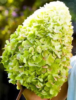 HORTENSJA BUKIETOWA HERCULES | Internetowy Sklep Ogrodniczy Dom i Sad