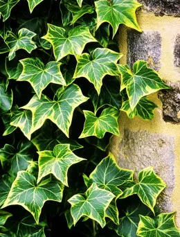 Bluszcz HEDERA HELIX  |Ogrodniczy Sklep Internetowy Dom i Sad