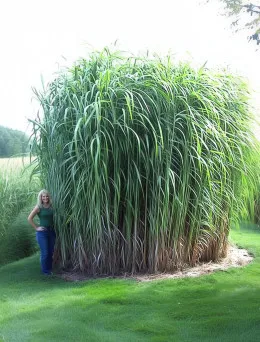 Miskant chiński Miscanthus sinensis Olbrzymi | Sklep Online DomiSad.pl