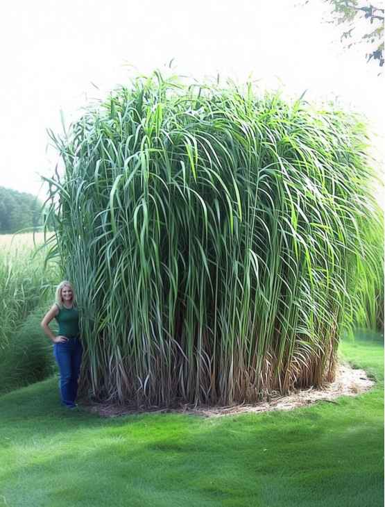 Miskant chiński Miscanthus sinensis Olbrzymi | Sklep Online DomiSad.pl