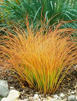 Turzyca ceglasta Carex testacea Prairie fire | Sklep Online DomiSad.pl