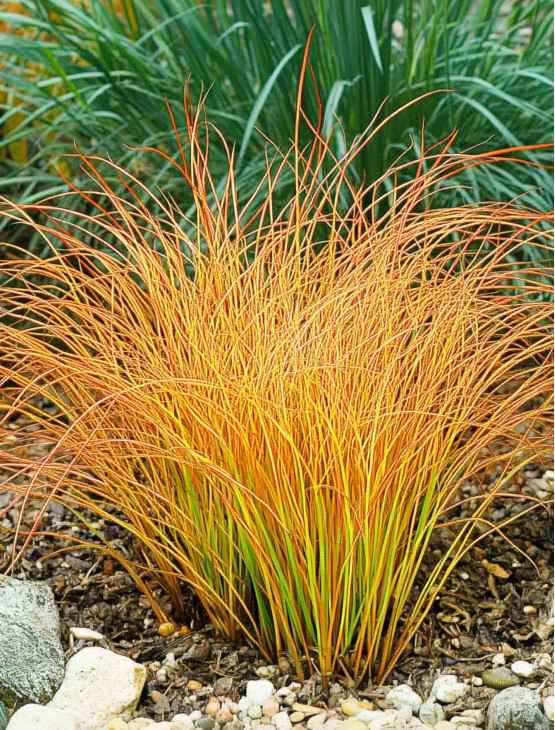 Turzyca ceglasta Carex testacea Prairie fire | Sklep Online DomiSad.pl