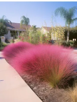 Przyostnia włosowata | Sklep ogrodniczy Online DomiSad.pl