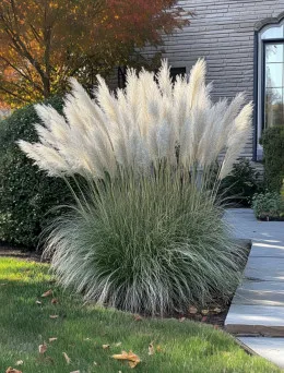 Miskant chiński Vanilla Sky |Domisad.pl sklep online