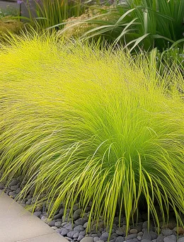 Trawa Rozpalenica Hameln Gold | Sklep Ogrodniczy Dom i Sad