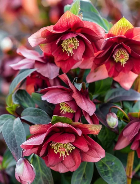 Ciemiernik Ellen Red w 2 litrowej donicy | Sklep Ogrodniczy DomiSad.pl