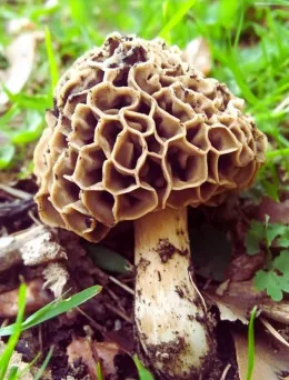 Smardze - grzybnia mikoryzowa 120 ml | Sklep online DomiSad.pl